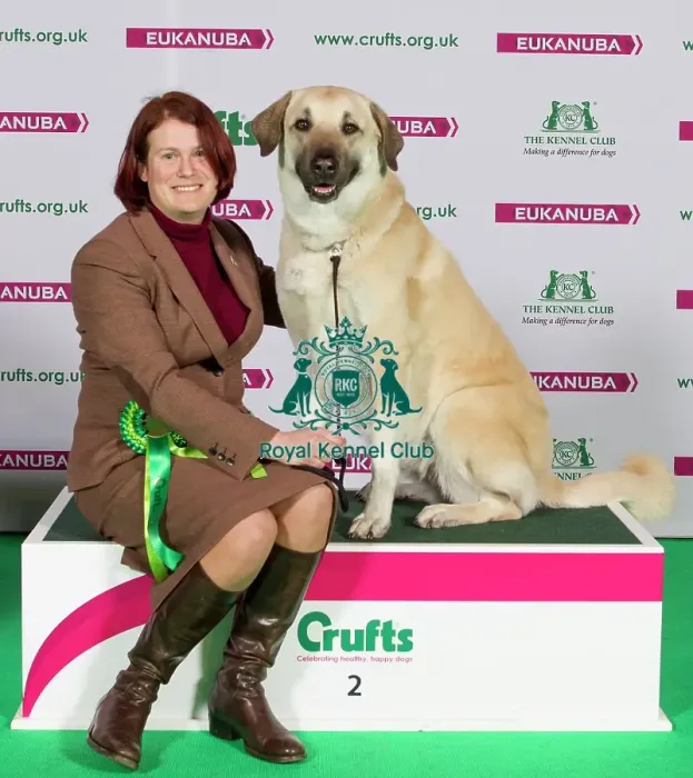 Framed Print : Crufts 2015 Framed Print : Crufts 2015