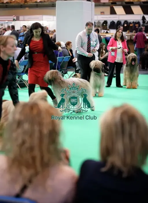 Framed Print : Crufts 2015
