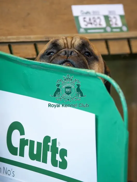Framed Print : Crufts 2015 Framed Print : Crufts 2015