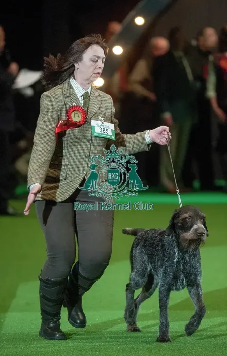 Framed Print : Crufts 2015 Framed Print : Crufts 2015
