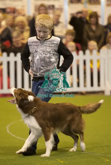 Framed Print : Crufts 2015 Framed Print : Crufts 2015