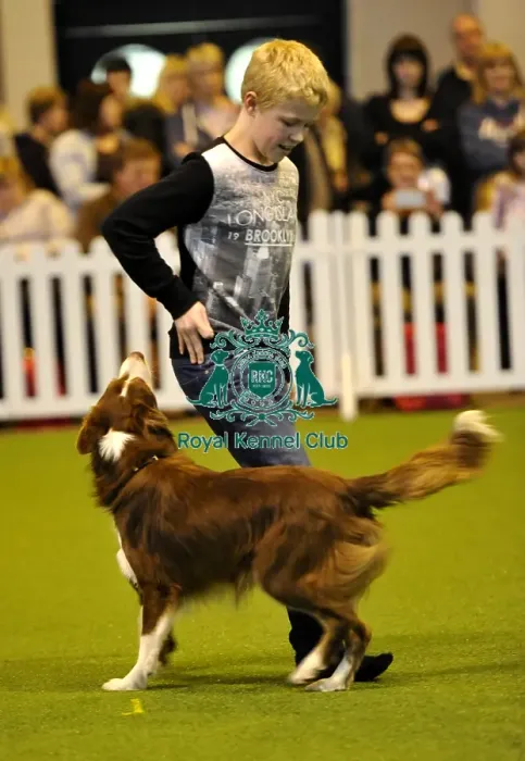 Framed Print : Crufts 2015 Framed Print : Crufts 2015