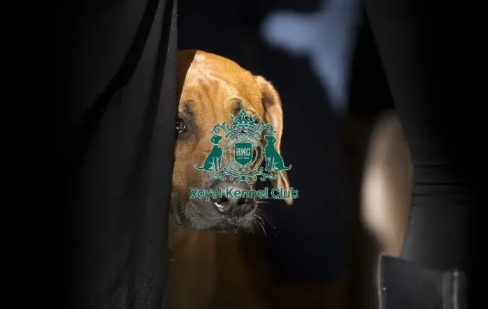 Framed Print : Crufts 2015 Framed Print : Crufts 2015