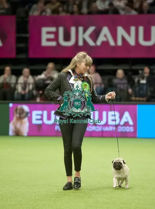 Framed Print : Crufts 2015 Framed Print : Crufts 2015