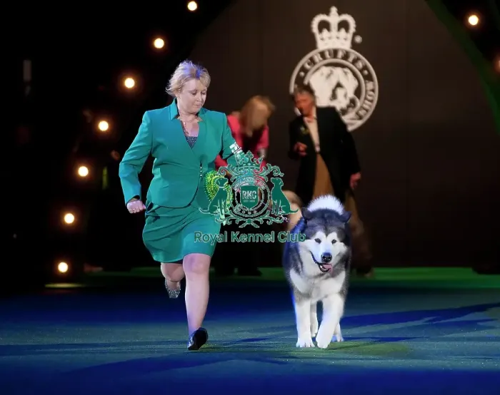 Framed Print : Crufts 2015 Framed Print : Crufts 2015