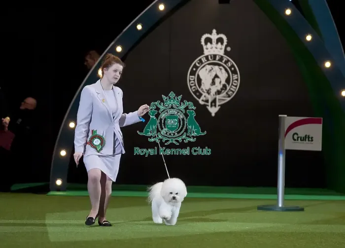 Framed Print : Crufts 2015 Framed Print : Crufts 2015