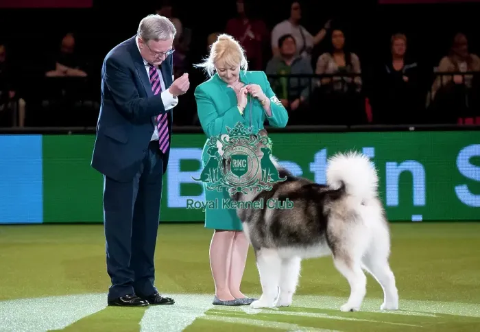 Framed Print : Crufts 2015 Framed Print : Crufts 2015