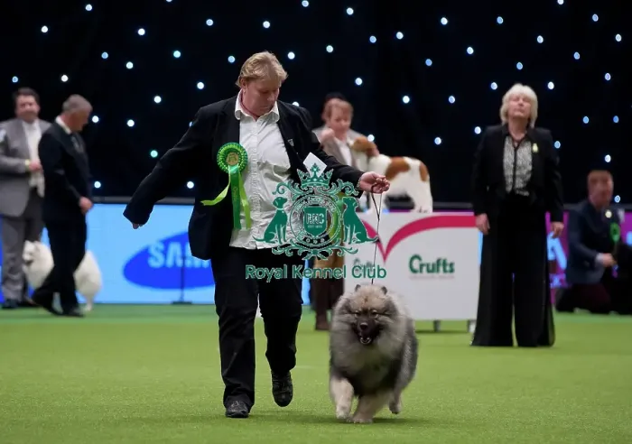 Framed Print : Crufts 2015 Framed Print : Crufts 2015