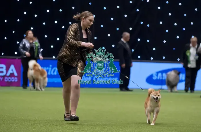 Framed Print : Crufts 2015