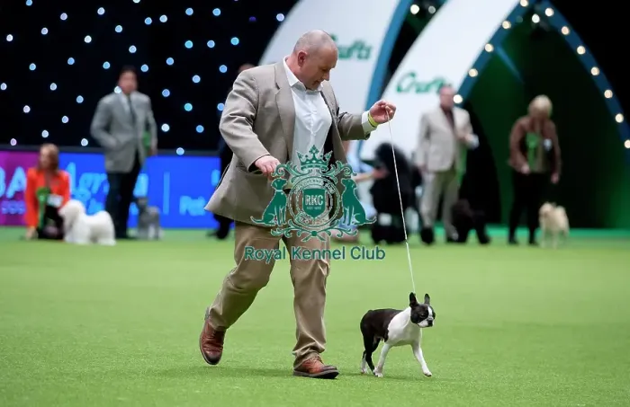 Framed Print : Crufts 2015 Framed Print : Crufts 2015