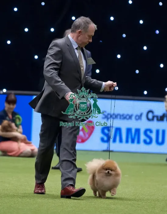 Framed Print : Crufts 2015 Framed Print : Crufts 2015