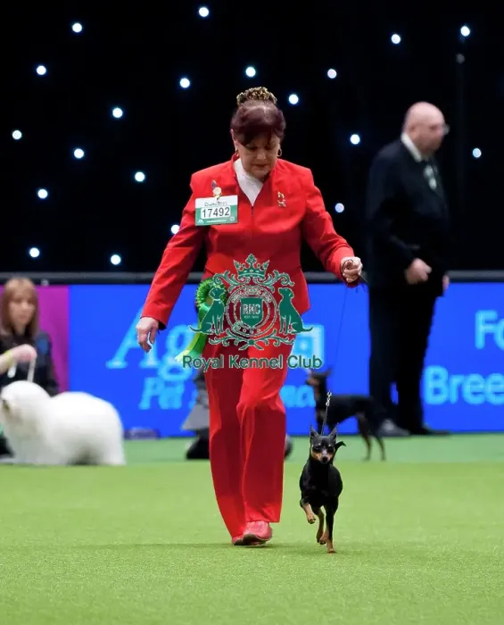 Framed Print : Crufts 2015 Framed Print : Crufts 2015