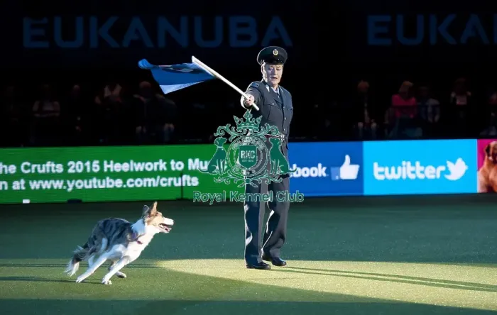 Framed Print : Crufts 2015
