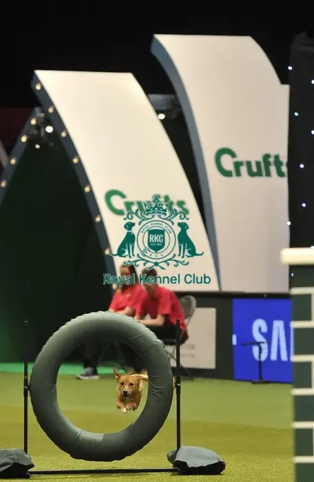 Framed Print : Crufts 2015 Framed Print : Crufts 2015