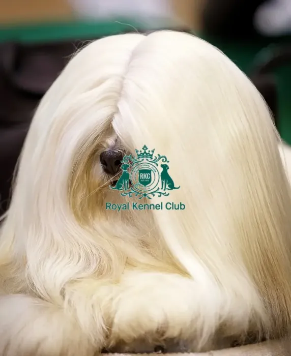 Framed Print : Crufts 2015 Framed Print : Crufts 2015