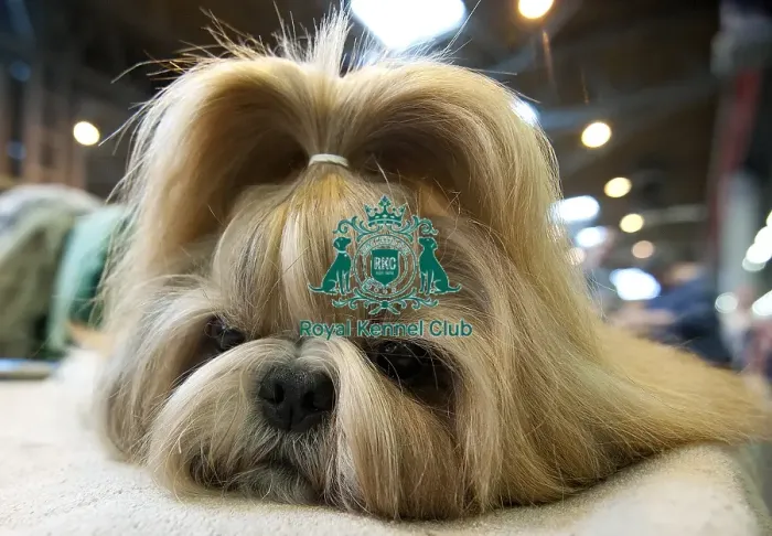 Framed Print : Crufts 2015 Framed Print : Crufts 2015