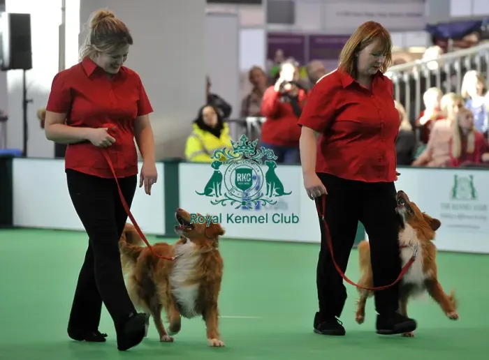 Framed Print : Crufts 2015 Framed Print : Crufts 2015