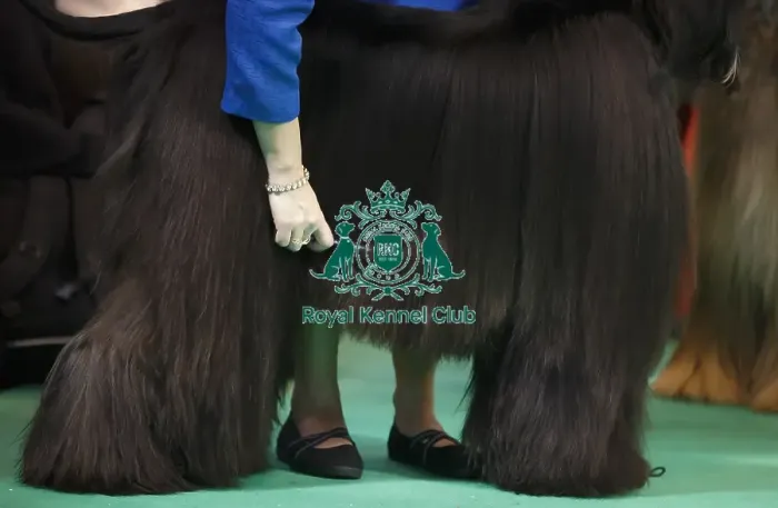 Framed Print : Crufts 2015 Framed Print : Crufts 2015