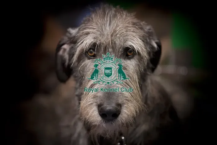 Framed Print : Crufts 2015 Framed Print : Crufts 2015