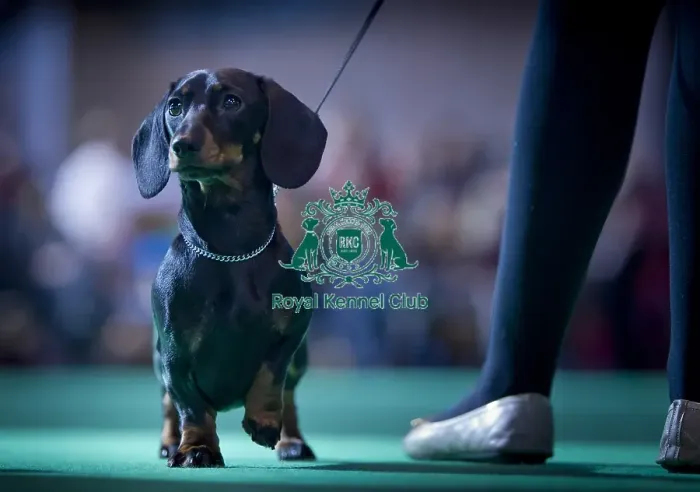 Framed Print : Crufts 2015 Framed Print : Crufts 2015