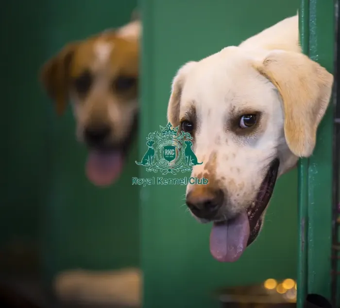 Framed Print : Crufts 2015