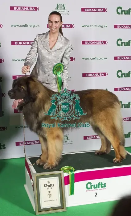 Framed Print : Crufts 2015 Framed Print : Crufts 2015