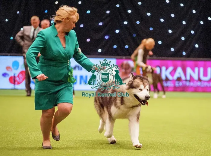 Framed Print : Crufts 2015 Framed Print : Crufts 2015