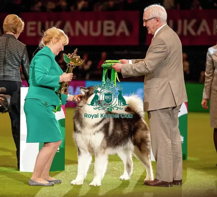 Framed Print : Crufts 2015 Framed Print : Crufts 2015