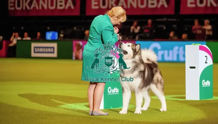 Framed Print : Crufts 2015 Framed Print : Crufts 2015