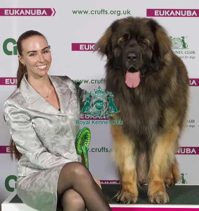 Framed Print : Crufts 2015 Framed Print : Crufts 2015