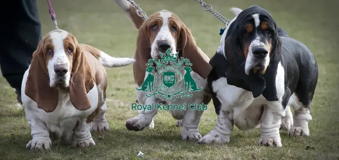 Framed Print : Crufts 2015 Framed Print : Crufts 2015