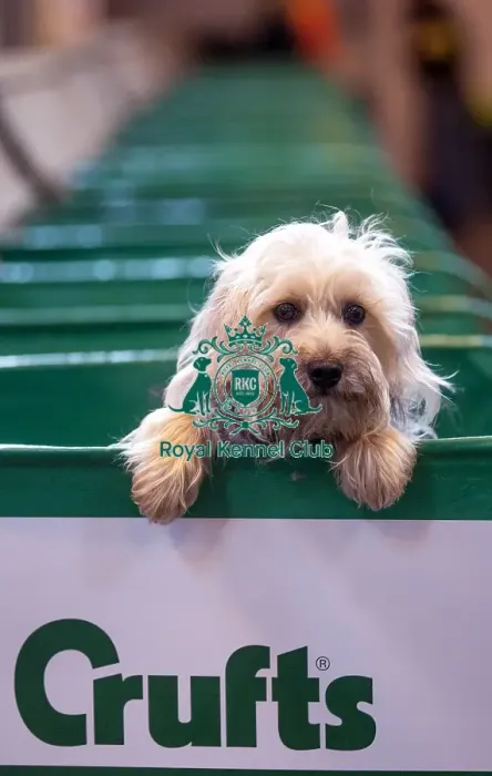 Framed Print : Crufts 2015 Framed Print : Crufts 2015