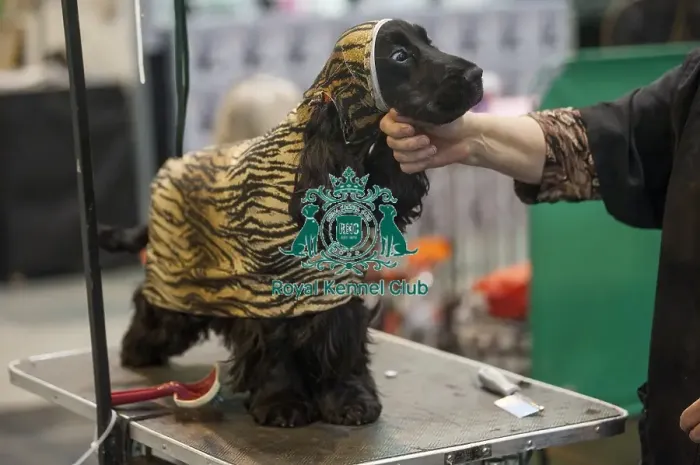 Framed Print : Crufts 2015 Framed Print : Crufts 2015