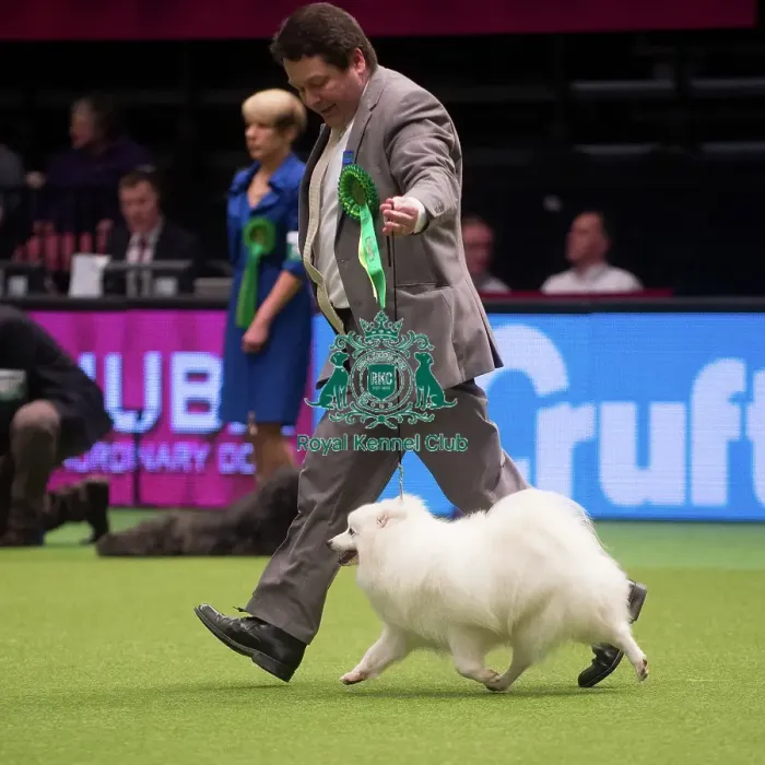 Framed Print : Crufts 2015 Framed Print : Crufts 2015