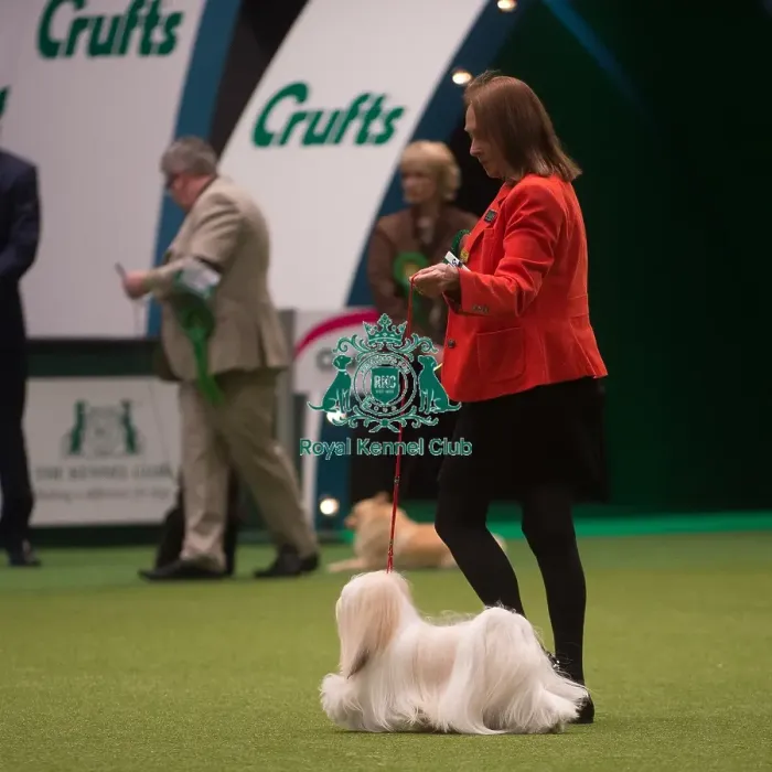 Framed Print : Crufts 2015 Framed Print : Crufts 2015