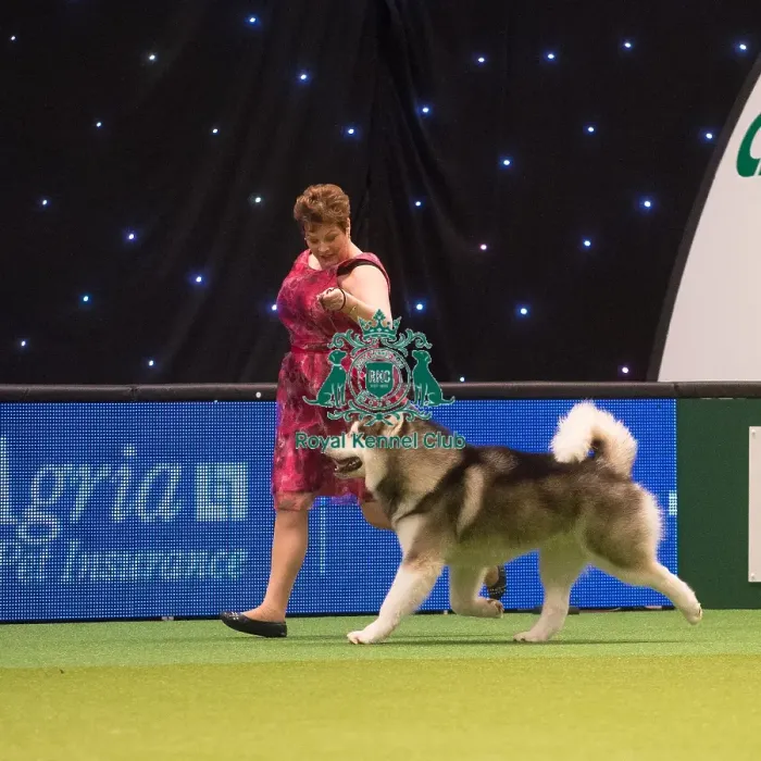 Framed Print : Crufts 2015