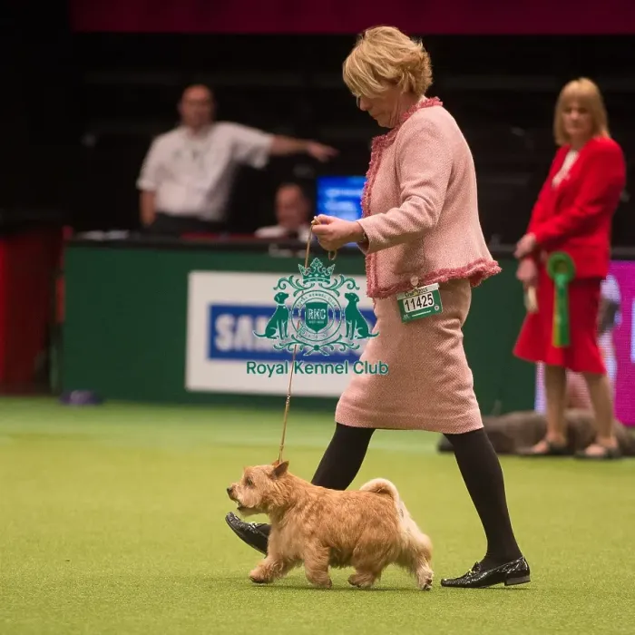 Framed Print : Crufts 2015 Framed Print : Crufts 2015