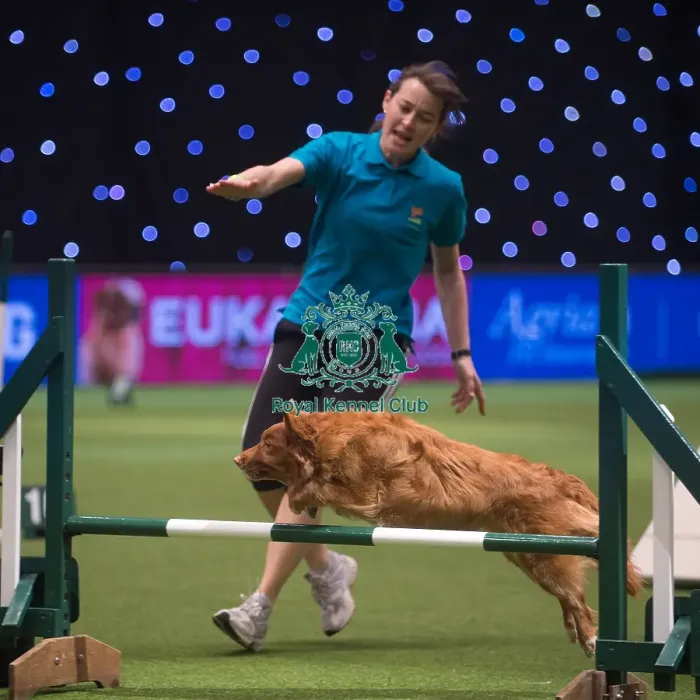 Framed Print : Crufts 2015
