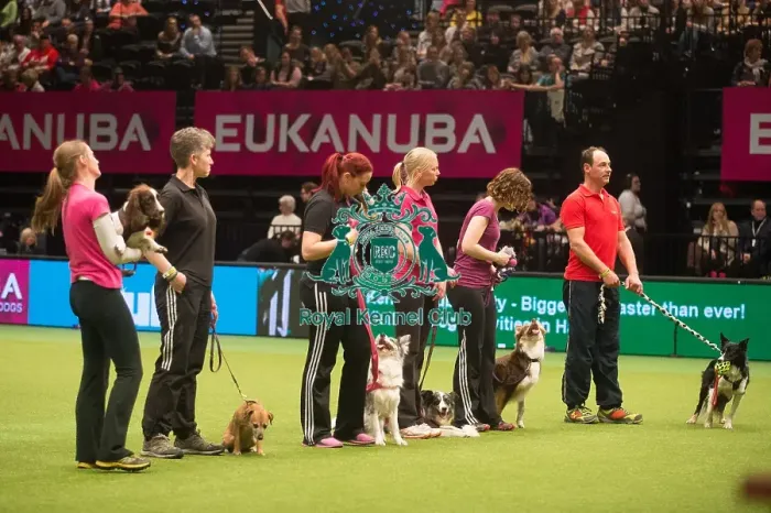 Framed Print : Crufts 2015 Framed Print : Crufts 2015