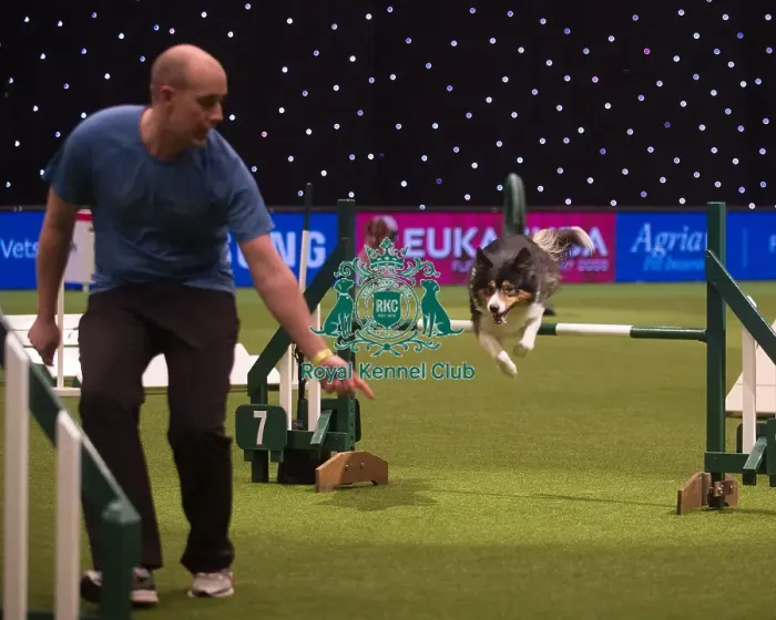 Framed Print : Crufts 2015 Framed Print : Crufts 2015