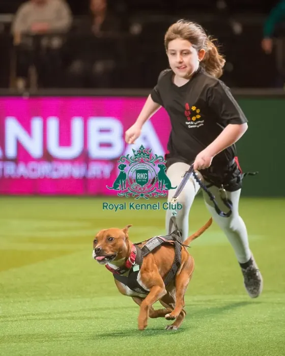 Framed Print : Crufts 2015 Framed Print : Crufts 2015