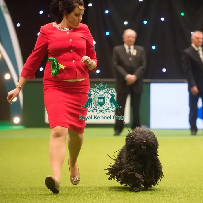 Framed Print : Crufts 2015 Framed Print : Crufts 2015