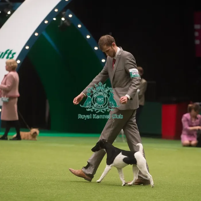 Framed Print : Crufts 2015 Framed Print : Crufts 2015