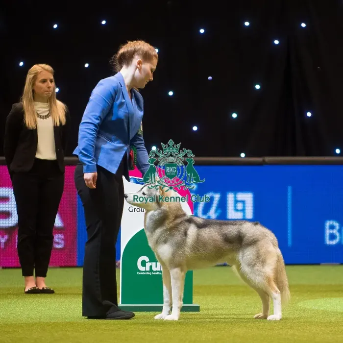 Framed Print : Crufts 2015