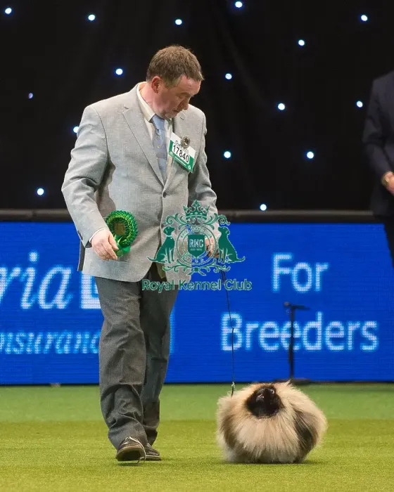 Framed Print : Crufts 2015