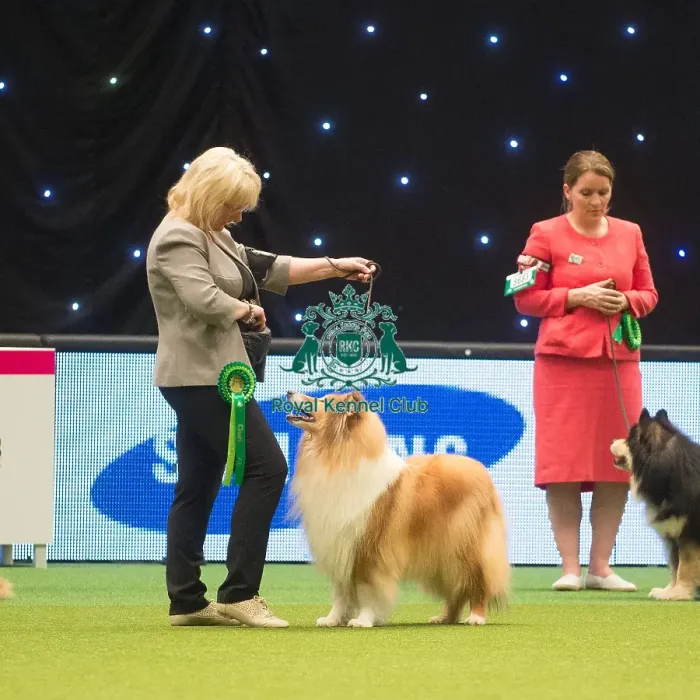 Framed Print : Crufts 2015 Framed Print : Crufts 2015