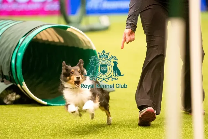 Framed Print : Crufts 2015