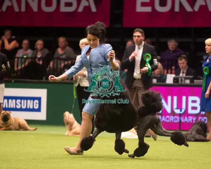 Framed Print : Crufts 2015 Framed Print : Crufts 2015
