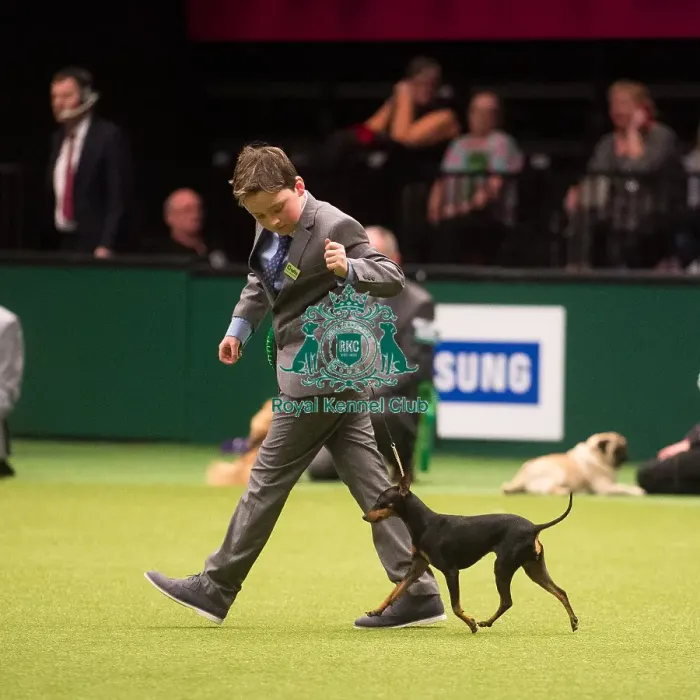 Framed Print : Crufts 2015 Framed Print : Crufts 2015