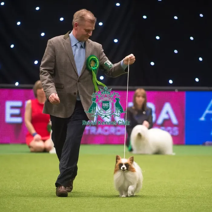 Framed Print : Crufts 2015 Framed Print : Crufts 2015